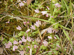 Lysimachia tenella