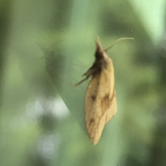 Sparganothis xanthoides