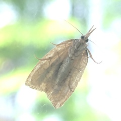 Sparganothis xanthoides