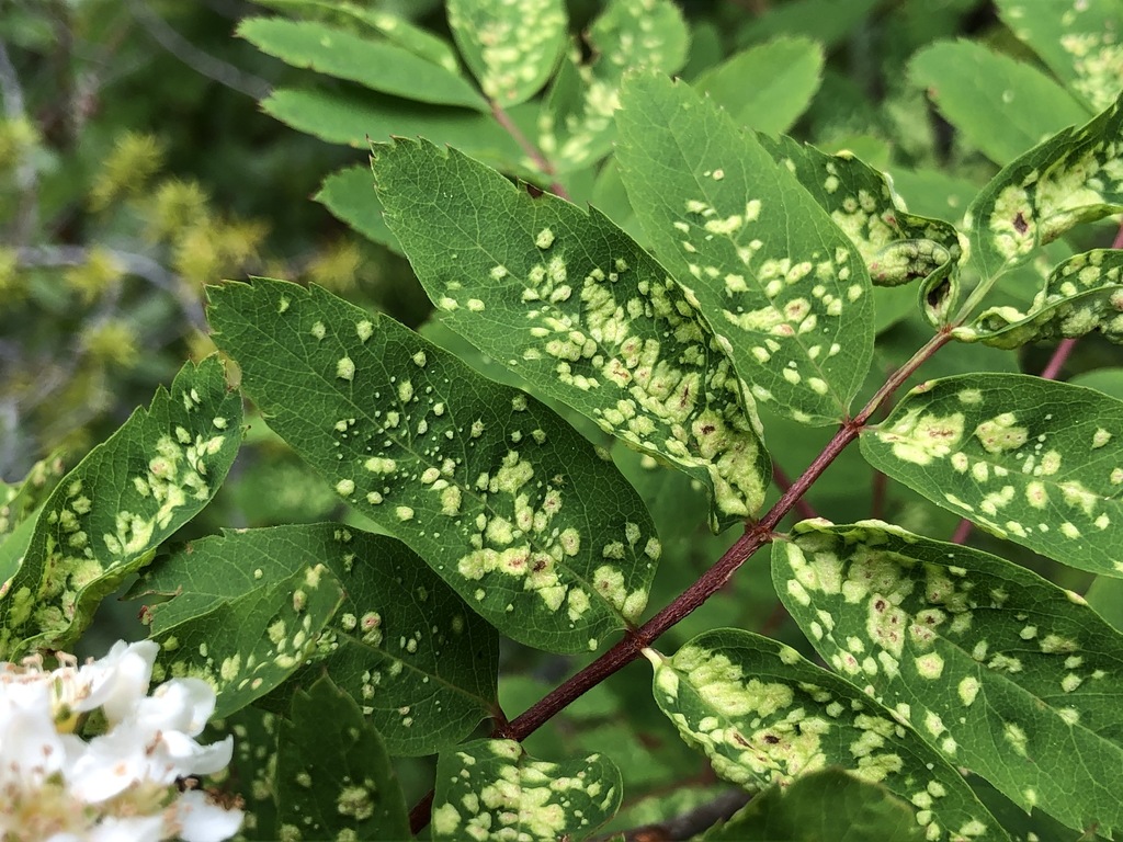 Rowan blister mite