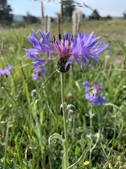 Centaurea fuscomarginata