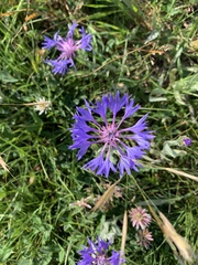 Centaurea fuscomarginata