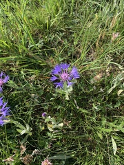 Centaurea fuscomarginata
