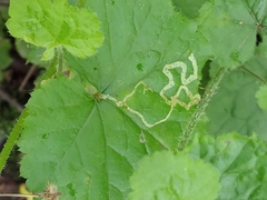 Phytomyza tiarellae