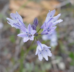 Triteleia