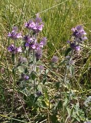 Lamiaceae
