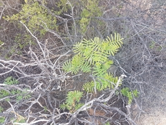 Melianthus pectinatus