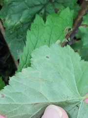 Phytomyza tiarellae