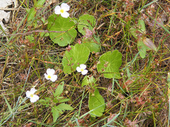 Hydrocotyle vulgaris