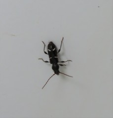 Phymatodes nitidus
