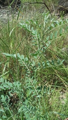 Indigofera lindheimeriana