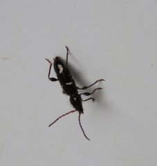 Phymatodes nitidus