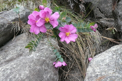 Lavoisiera