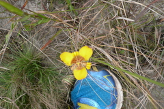 Trimezia juncifolia
