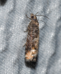 Eucosma ochroterminana