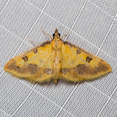 Choristostigma zephyralis