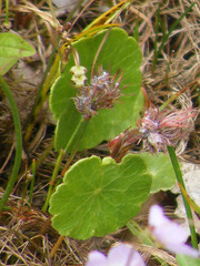 Hydrocotyle vulgaris