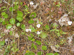 Hydrocotyle vulgaris