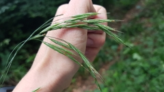 Bromus ramosus