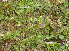 Hydrocotyle vulgaris