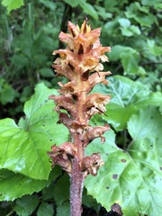 Orobanche flava