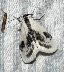 Cliniodes ostreonalis