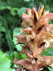 Orobanche flava