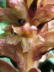 Orobanche flava