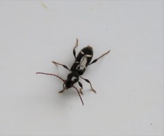 Phymatodes nitidus