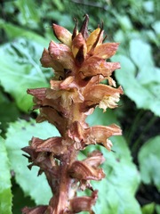 Orobanche flava