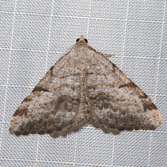 Macaria quadrilinearia
