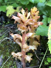 Orobanche flava
