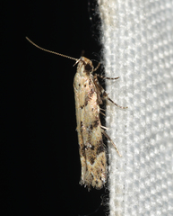 Coleotechnites coniferella