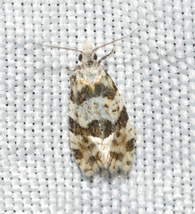 Aethes argentilimitana