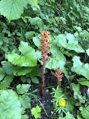 Orobanche flava