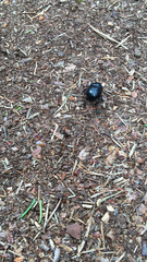 Anoplotrupes stercorosus