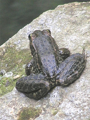 Lithobates zweifeli