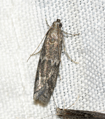 Eurythmia angulella