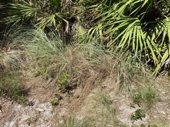 Andropogon virginicus