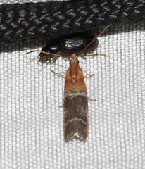 Moodna pallidostrinella
