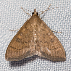 Mecyna mustelinalis