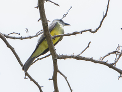 Tyrannus melancholicus