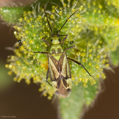 Macrotylus intermedius