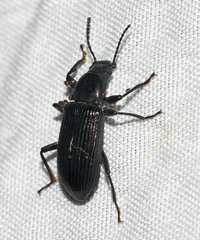 Xylopinus saperdoides