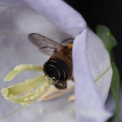 Megachile willughbiella