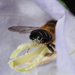 Megachile willughbiella