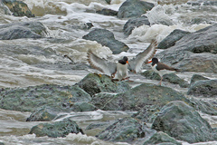 Haematopus ostralegus