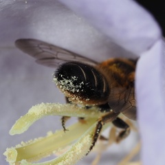 Megachile willughbiella