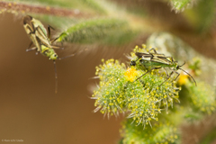 Macrotylus intermedius