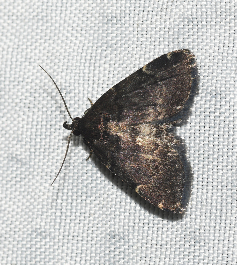 Forbes' Idia Moth